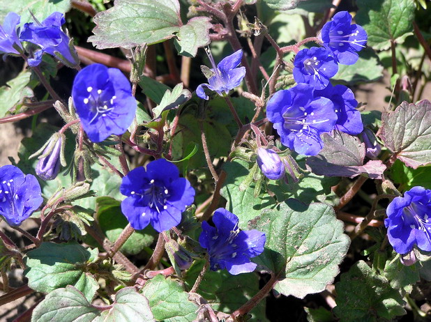P6140034z27.jpg