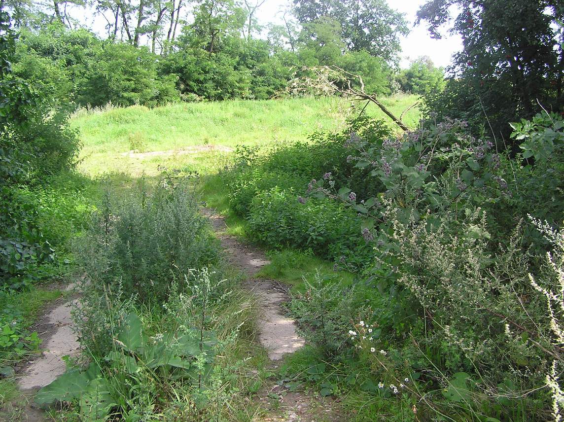 P7290021z50.JPG