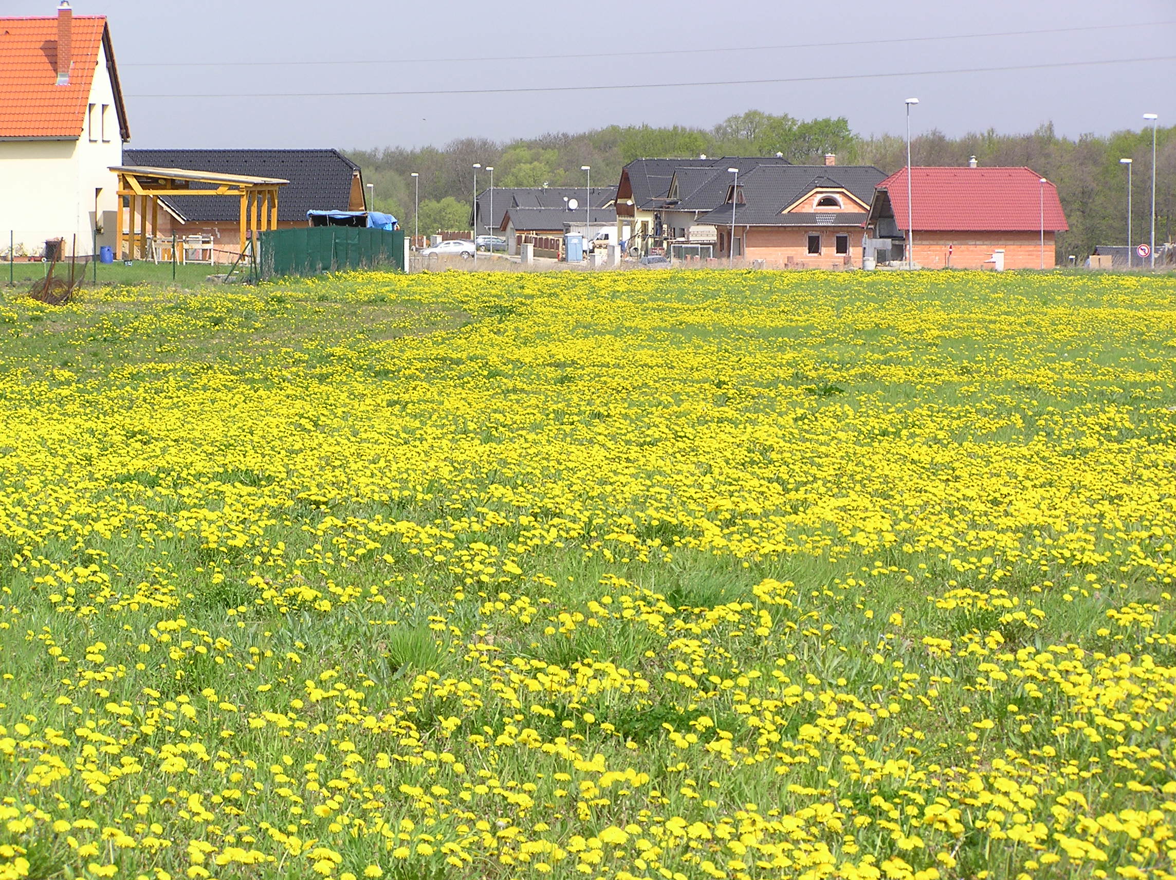 P4300014.JPG